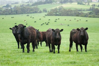 Beef Scotch Fillet Whole Cuberoll - Southern Rangers - Grass Fed Yearling - 3.6kg