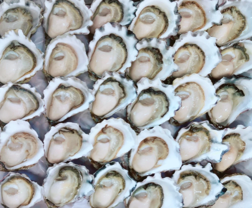 CHRISTMAS PRE ORDER - Sydney Rock Oysters